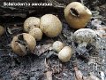 Scleroderma areolatum-amf1763